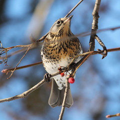 Fieldfare (Turdus pilaris)