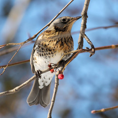 Fieldfare (Turdus pilaris)