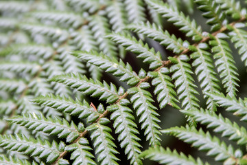 fern leaves on natural background