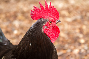 cock