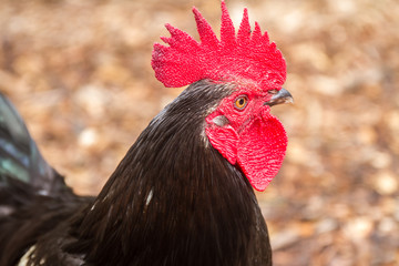 cock