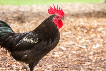 cock