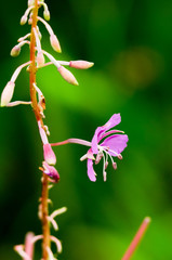 Obraz premium purple flower on a green stem and bud