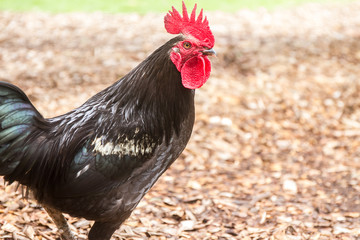 cock