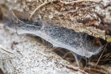 spider net on old tree, close up image