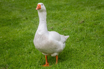 goose family walking on green grass background