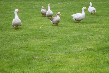 goose family walking on green grass background