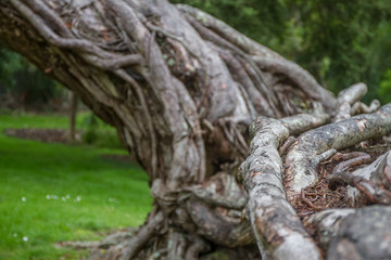 tree in park, auckland, new zealand