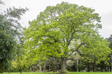 tree in park, auckland, new zealand