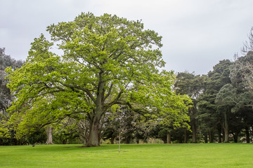 tree in park, auckland, new zealand