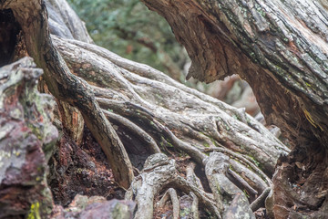 tree in park, auckland, new zealand
