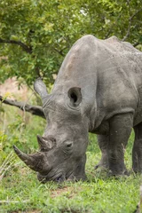 Foto op Plexiglas White rhino grazing. © simoneemanphoto
