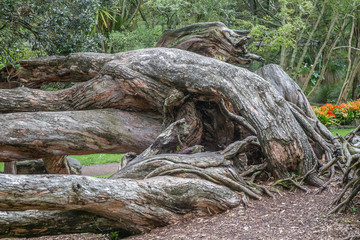 Fototapeta na wymiar tree in park, auckland, new zealand