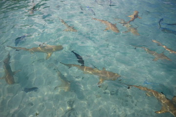 Black tip reef sharks, Kuramathi, Maldives