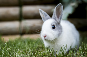 Bébé lapin gris et blanc