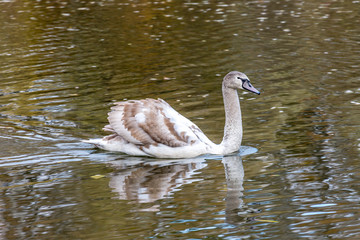 Grey swan on the water.