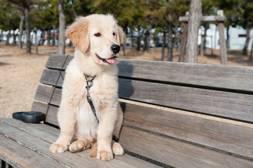 ゴールデンレトリバー 子犬-2