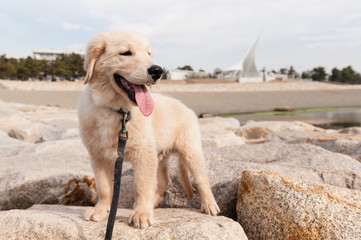 ゴールデンレトリバー 子犬-1