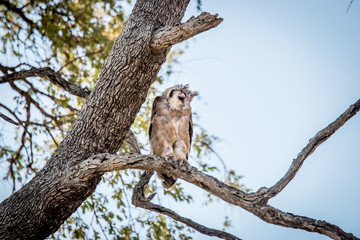 Fototapeta na wymiar Verreaux eagle owl in the tree.