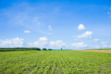 Field of green fresh grass under blue cloudy sky.