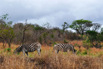 Fototapeta na wymiar Sud Africa, 28/09/2009: zebre in una prateria nella Hluhluwe Imfolozi Game Reserve, la più antica riserva naturale istituita in Africa nel 1895 nel KwaZulu-Natal, la terra degli Zulu