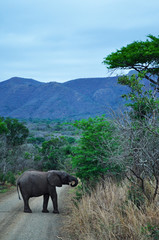 Sud Africa, 28/09/2009: un elefantino nella Hluhluwe Imfolozi Game Reserve, la più antica riserva...