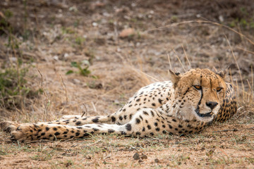 Cheetah resting.