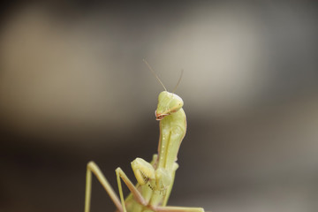 The male praying mantis. Mantis looking for prey. Mantis insect predator.