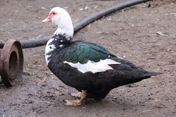 Close up of a muscovy duck .