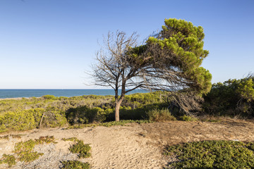 Fototapeta na wymiar view of mediterranean pine on the beach