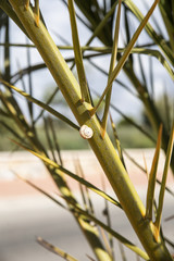 small snail on palm branches