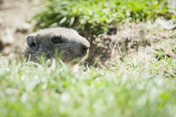 Marmotte
