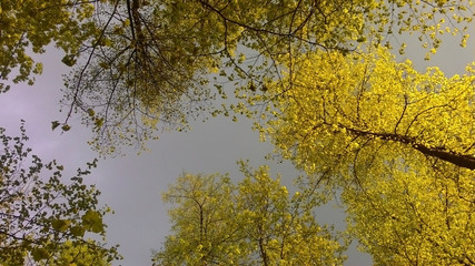 trees