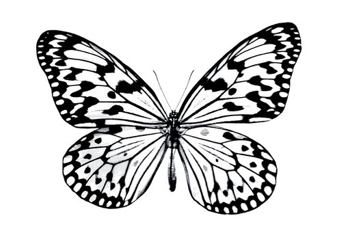 Butterfly print.
