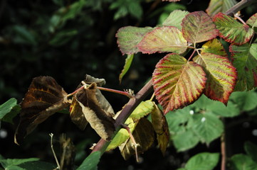 feuilles de mûrier en ce 12 novembre 2016