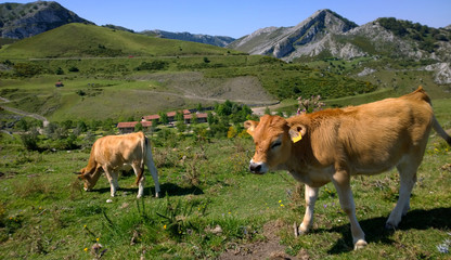 Cows in a pasture at Covadonga Lakes in Picos de Europa, Asturias - Spain