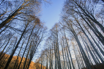 Passo di Forca d'acero in autunno, un bosco tra Lazio e Abruzzo. Alberi, rocce e mille colori della natura 