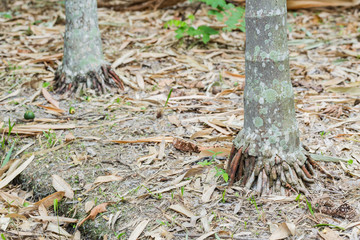 Stems and roots of betel palm