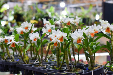 Beautiful and colorful Vanda orchids. Orchid Farm. Thailand