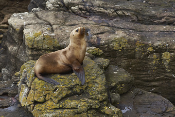 Southern Sea Lion (Otaria flavescens) on the coast of Carcass Island in the Falkland Islands.