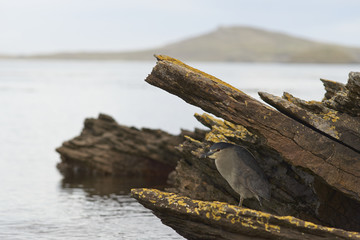 Black-crowned Night-heron (Nycticorax nycticorax falklandicus) hunting amongst rock pools along the...