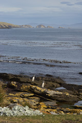 Magellanic Penguins (Spheniscus magellanicus) coming ashore on Carcass Island in the Falkland Islands.