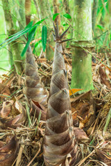 Bamboo shoot in forest