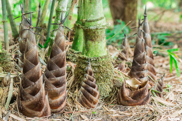 Bamboo shoot in forest