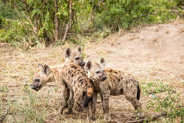 Baby Spotted hyenas playing.