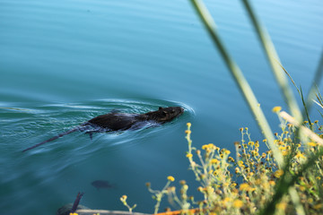 Animals in nature