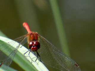 Libellule rouge