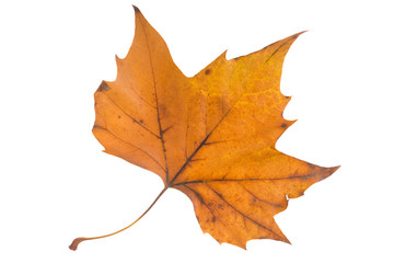 Herbst / Herbstblatt über hellem Hintergrund