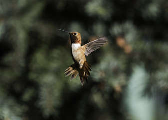 Rufous Hummingbird (Selasphorus rufus) Male in Flight