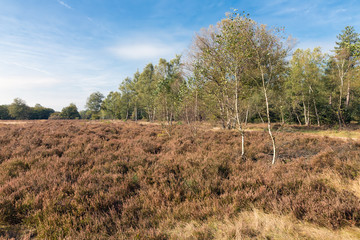 Obraz premium Heath field of Dutch National Park Veluwe